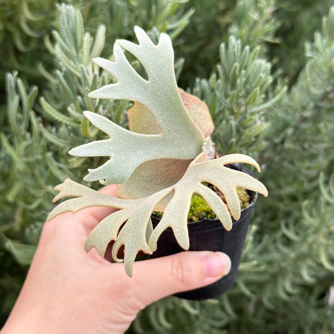 P. willinckii ’Jenny’ TC 2145