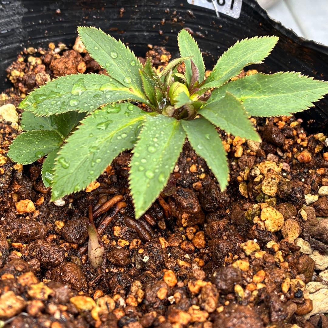 も*子様 ☘️蕾付き☘️タグ付き☘️3381⭐️芳香⭐️超小輪⭐️糸ピコ繊細ベイ