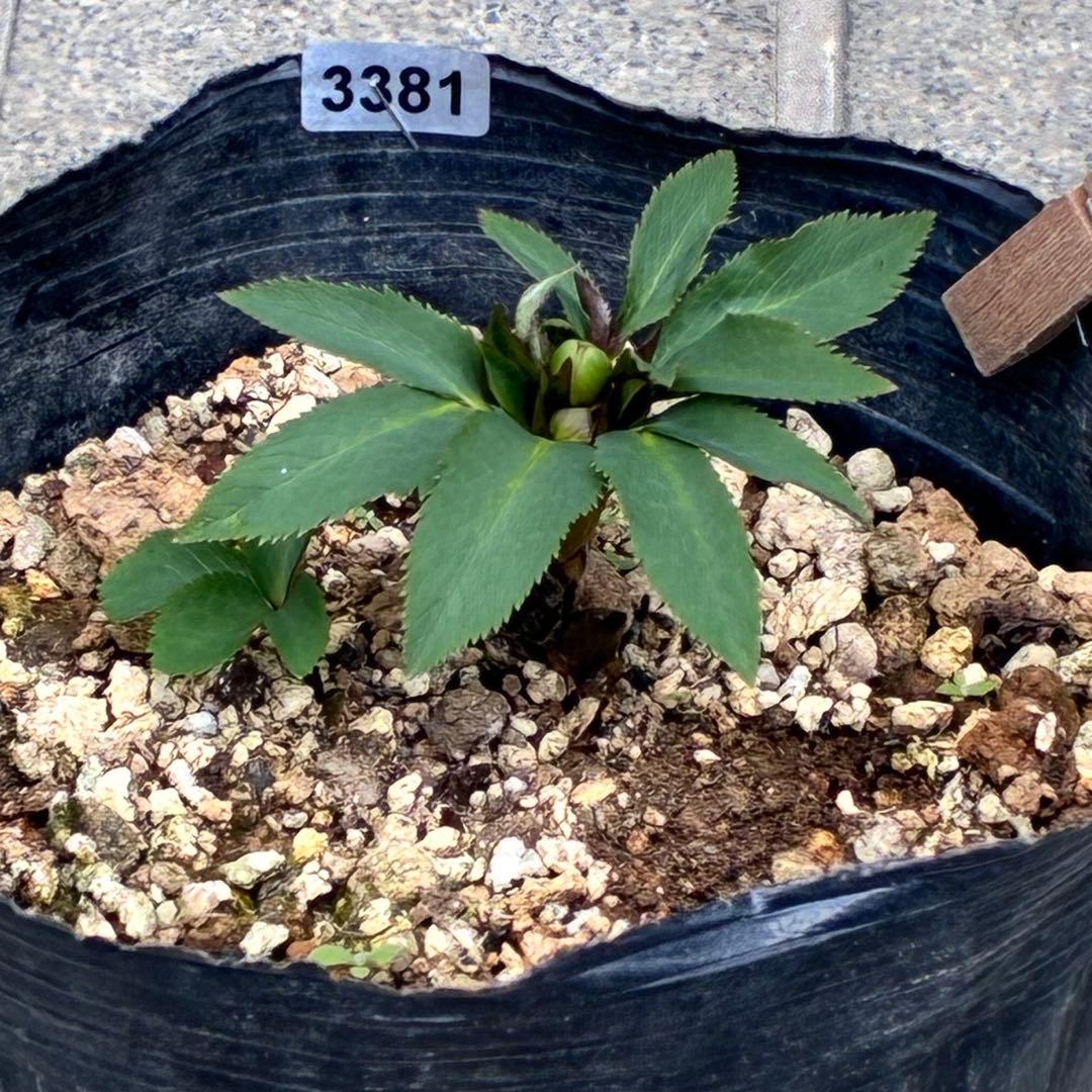 も*子様 ☘️蕾付き☘️タグ付き☘️3381⭐️芳香⭐️超小輪⭐️糸ピコ繊細ベイ