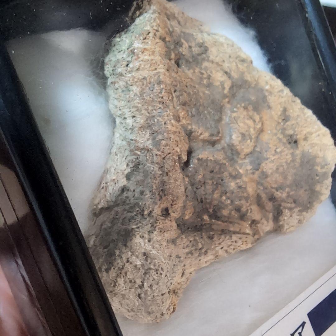 マルクル　本物　恐竜　鎧竜エドモントニアの鎧の化石 サウスダコタ