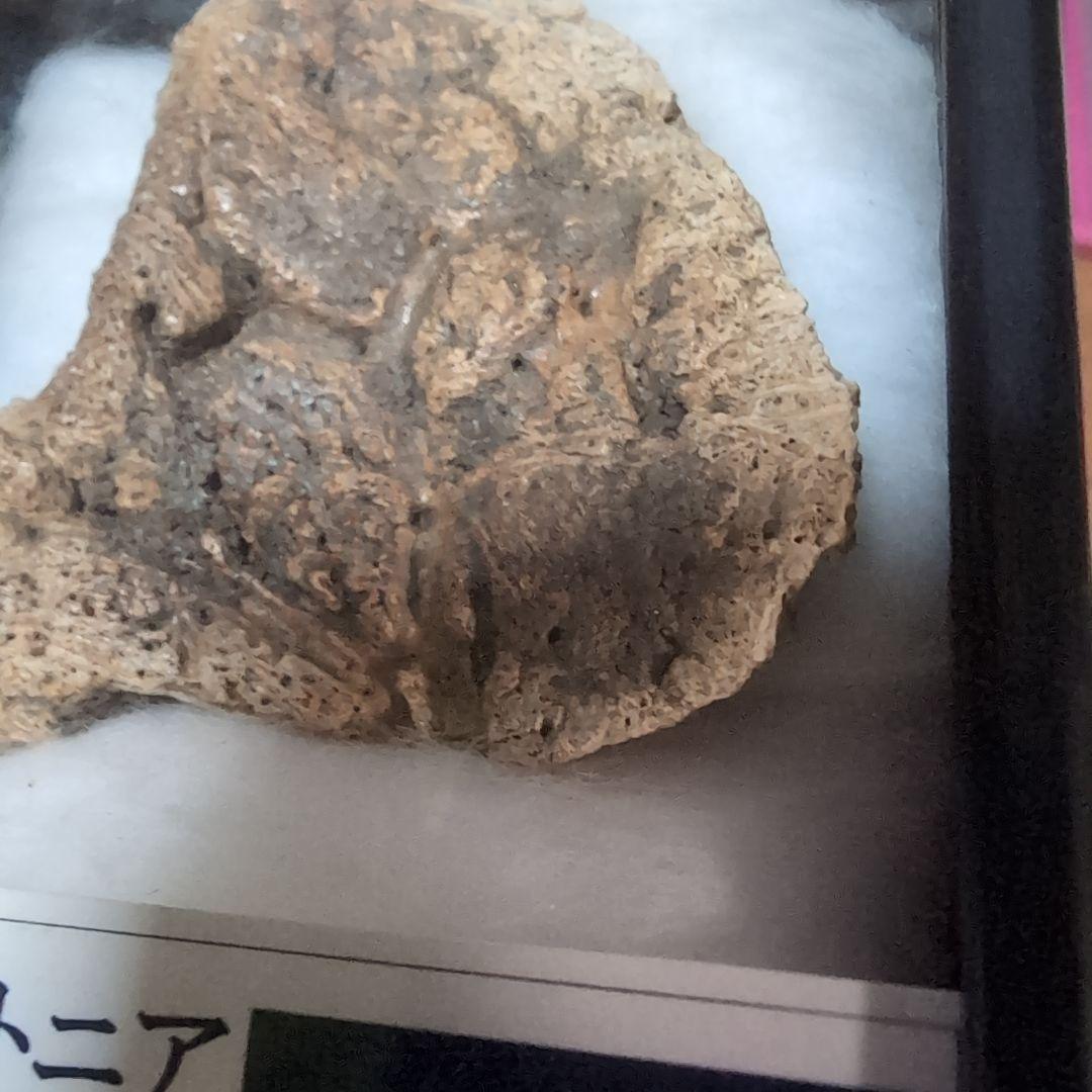 マルクル　本物　恐竜　鎧竜エドモントニアの鎧の化石 サウスダコタ