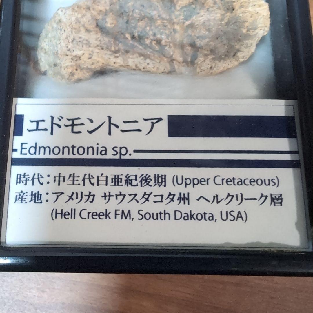 マルクル　本物　恐竜　鎧竜エドモントニアの鎧の化石 サウスダコタ