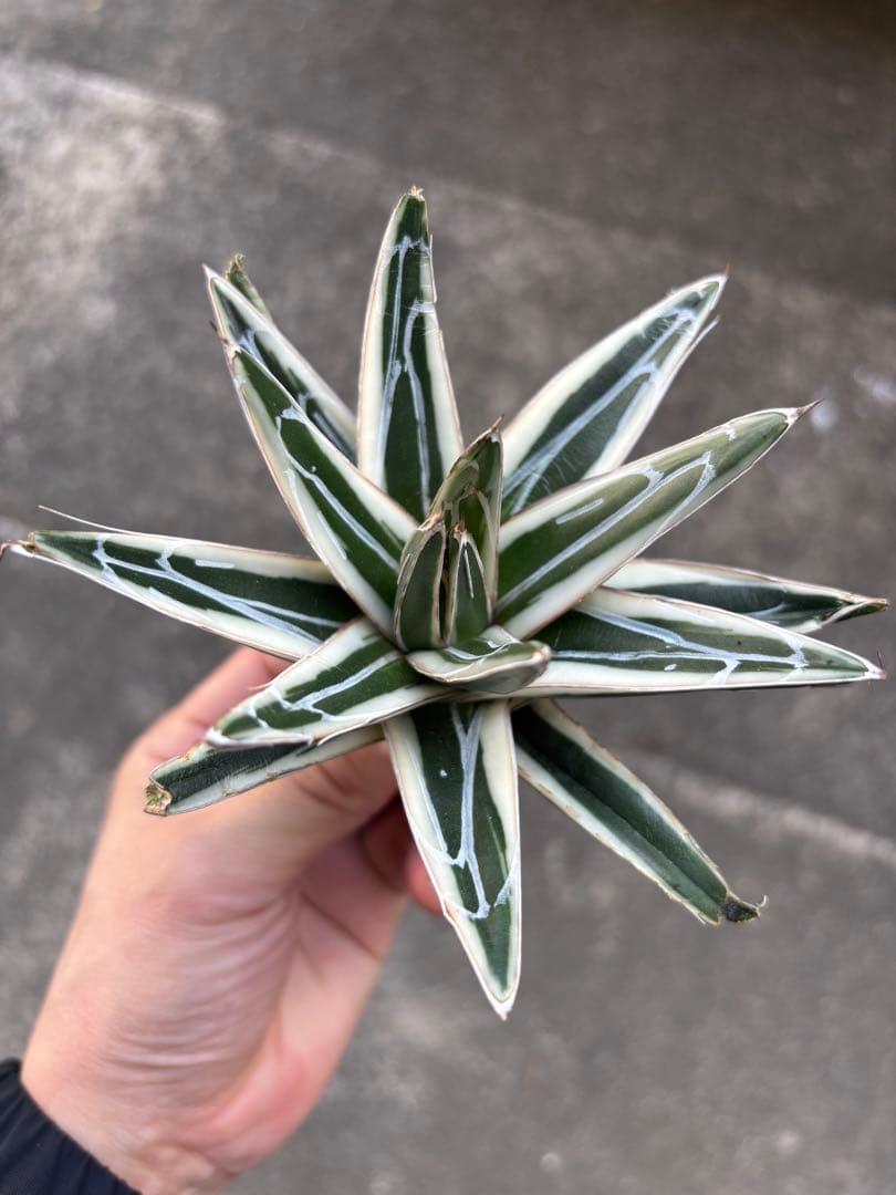 アガベ　氷山5株セット