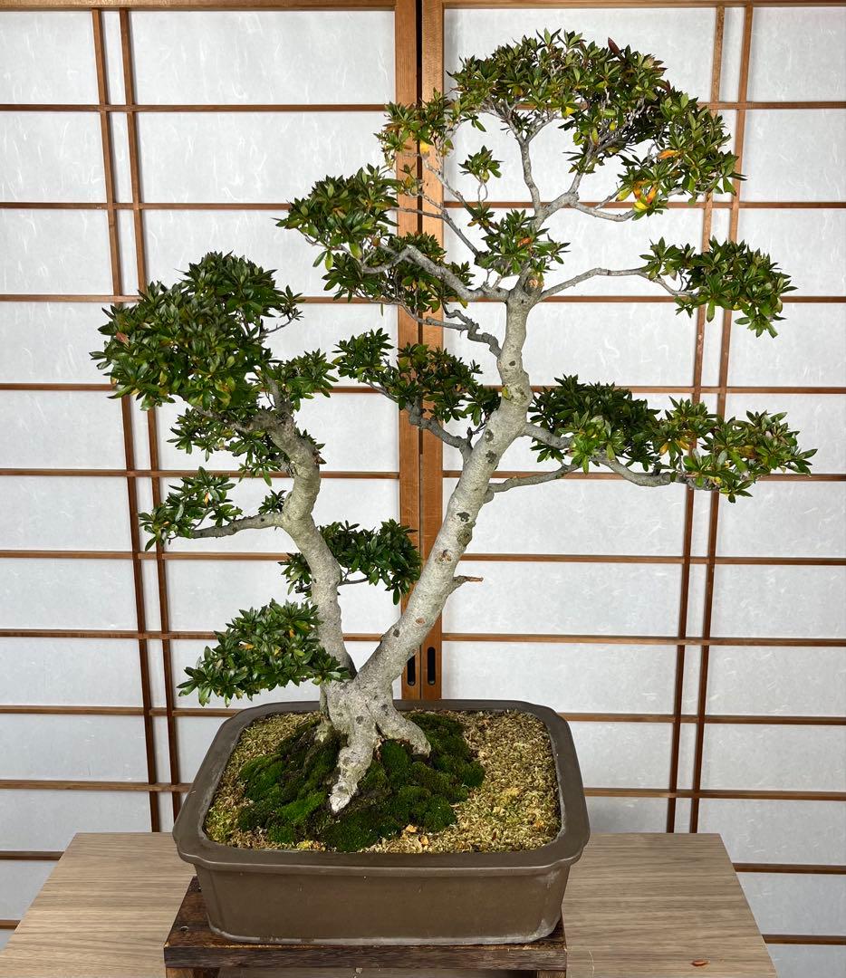 【皐月(さつき)】 \