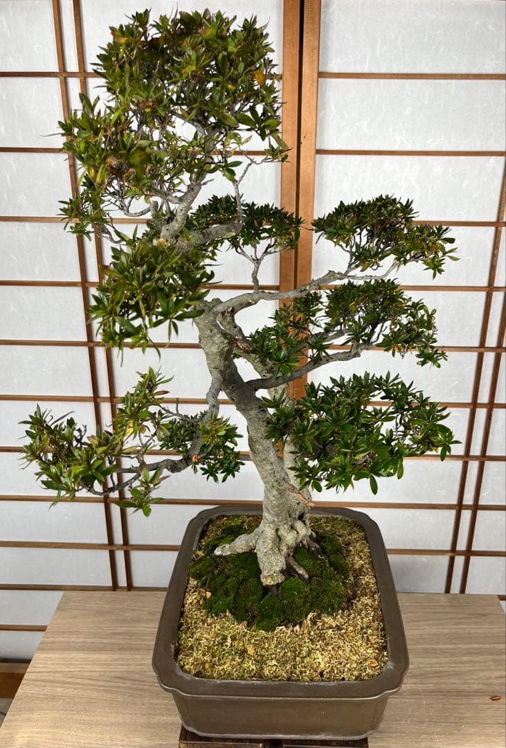 【皐月(さつき)】 \"緋光琳(ひこうりん)\" 盆栽 素材