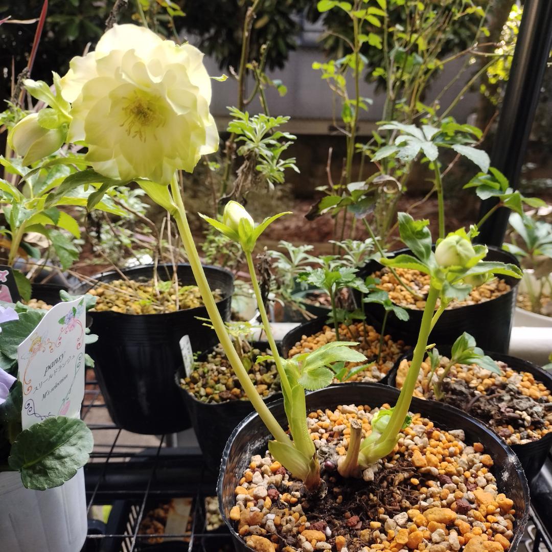 クリスマスローズ苗　ddグリーンリップ　加藤農園4号ポット　ソレイユ系実生苗付