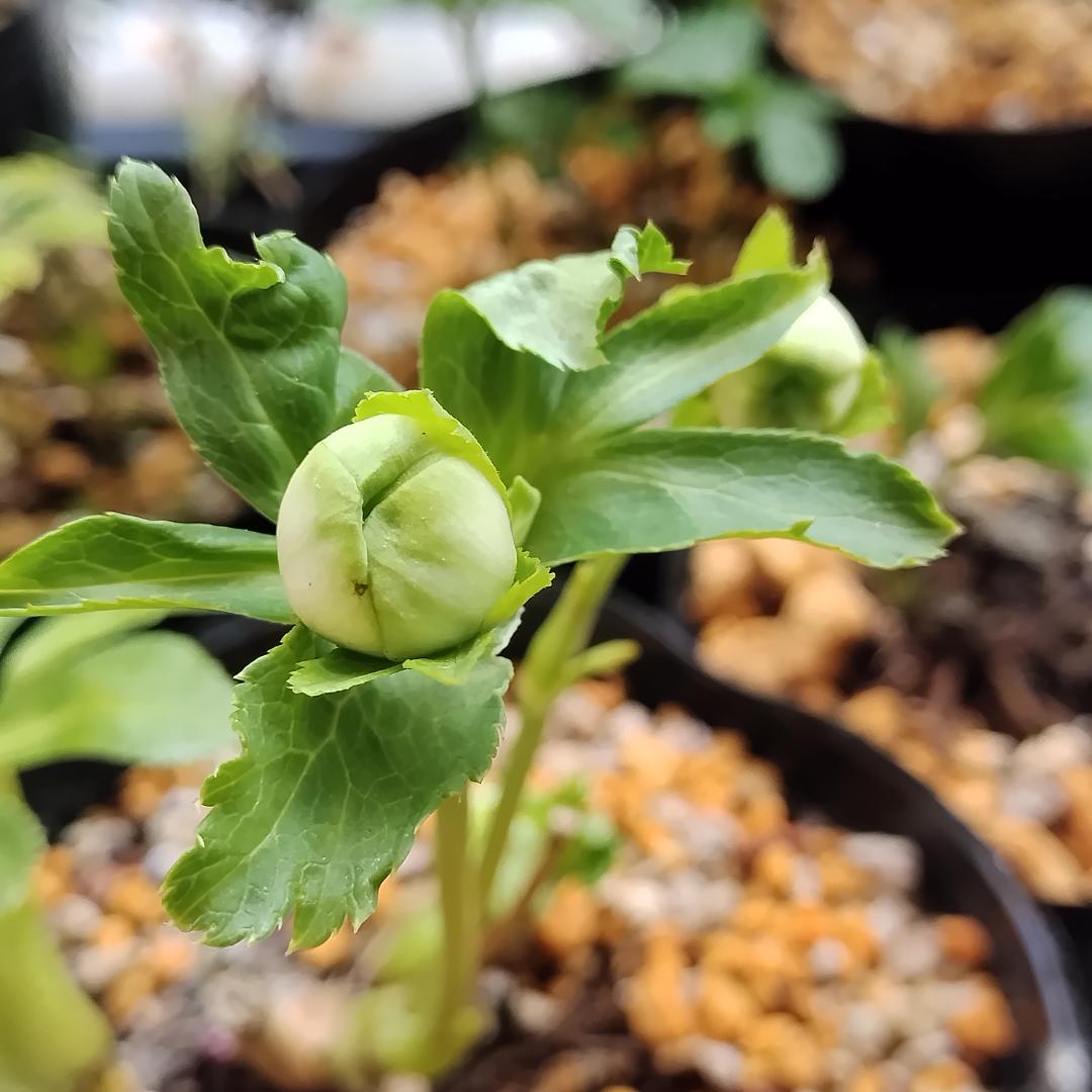 クリスマスローズ苗　ddグリーンリップ　加藤農園4号ポット　ソレイユ系実生苗付