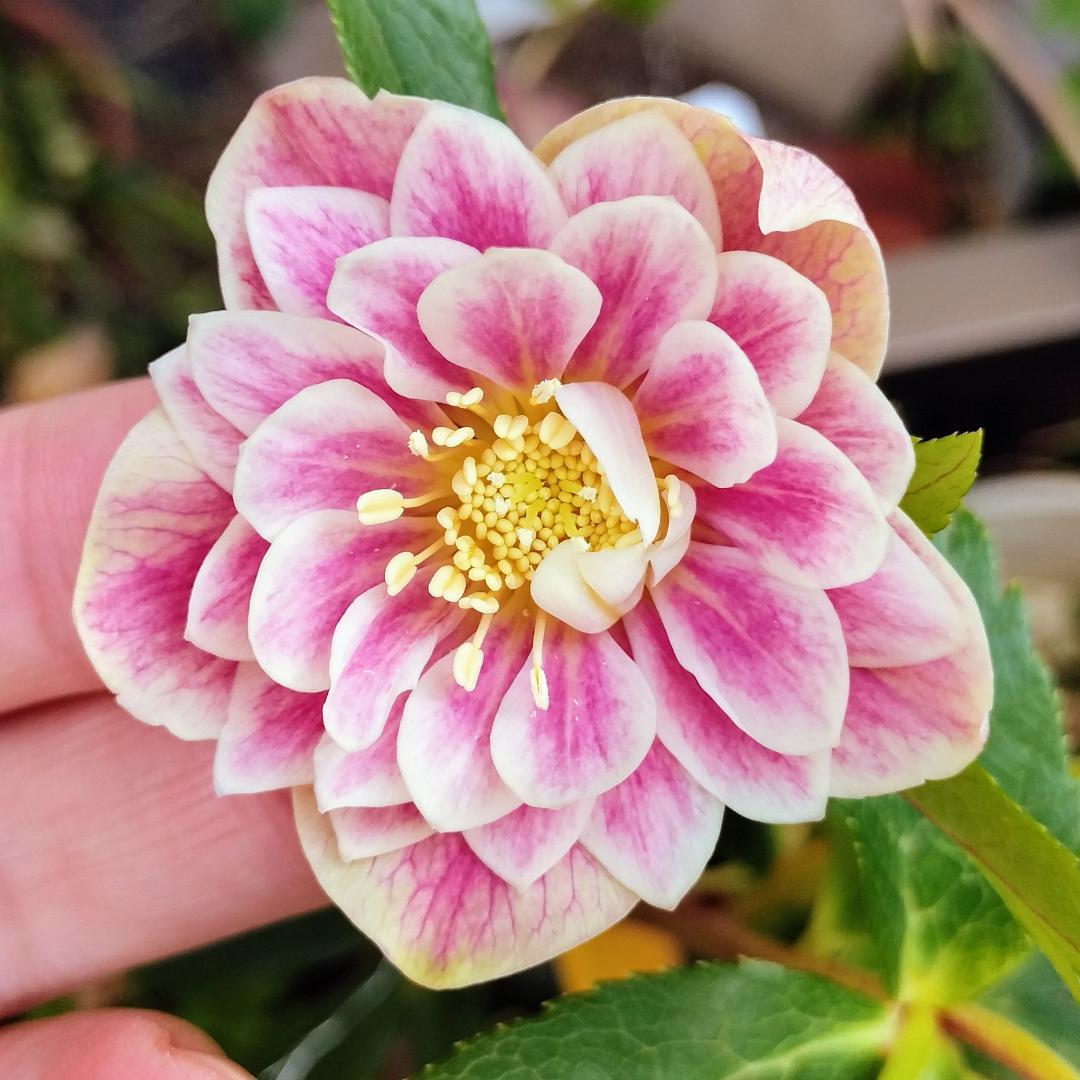 クリスマスローズ苗　ddグリーンリップ　加藤農園4号ポット　ソレイユ系実生苗付