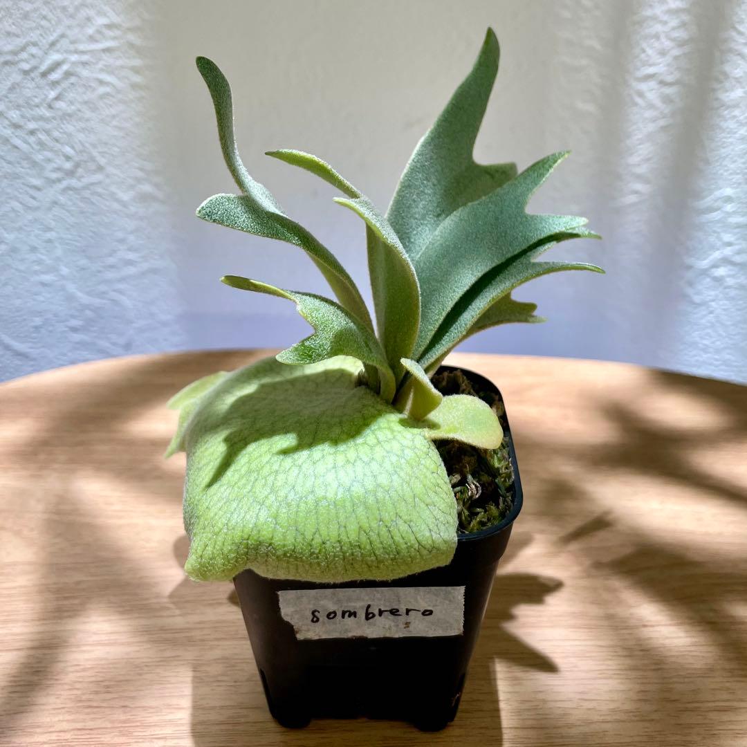 B*様 P. willinckii cv. Sombrero