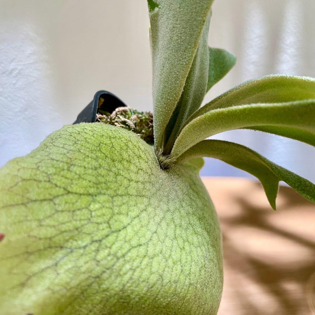 B*様 P. willinckii cv. Sombrero