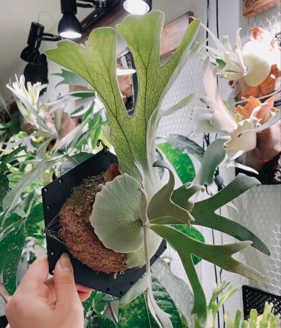 B*様 P. willinckii cv. Sombrero