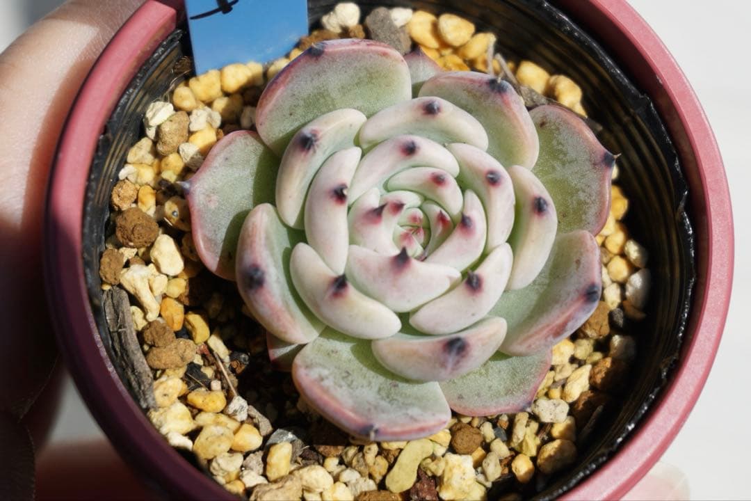 た*こ様 ざわわ × リンゼアナ　札付き　青札　ポットのまま