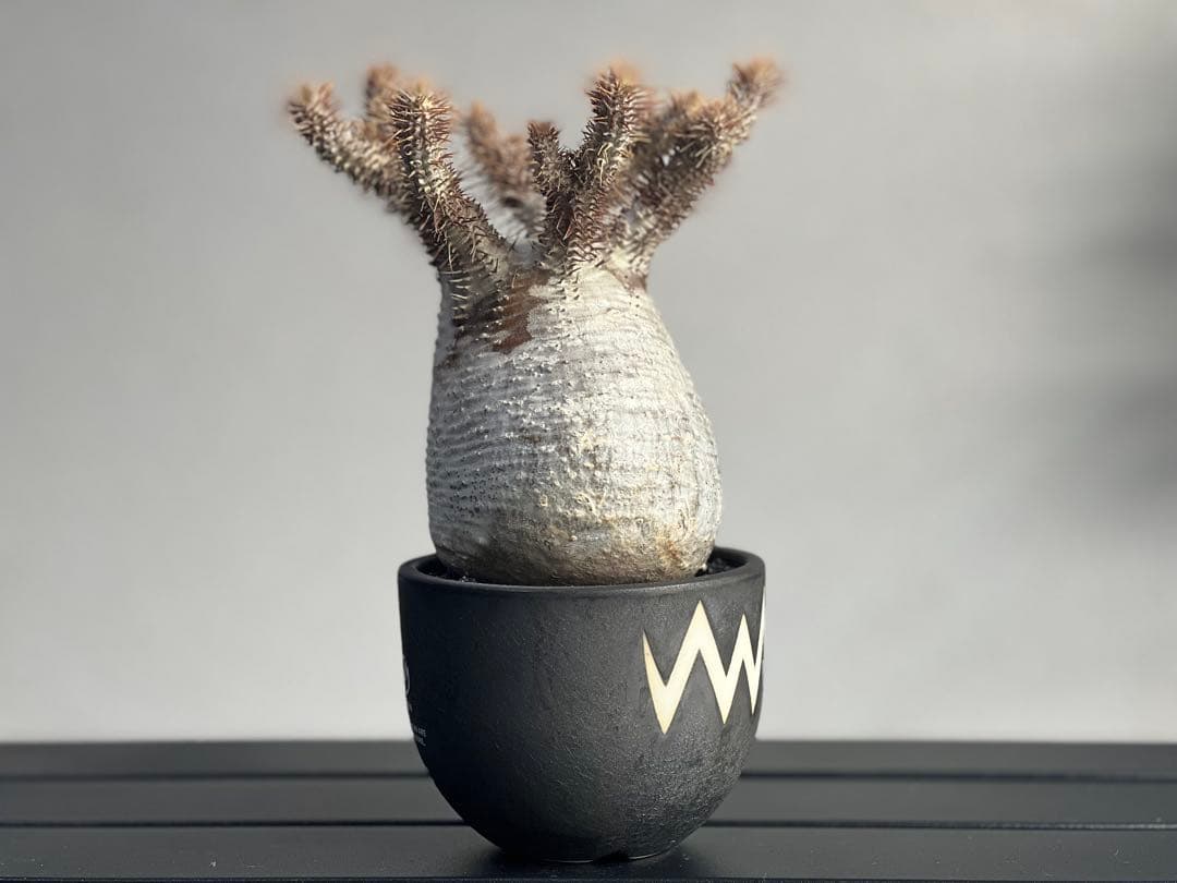 【tomi様】【休眠中】パキポディウム・グラキリス 現地球 VALIEM⑤