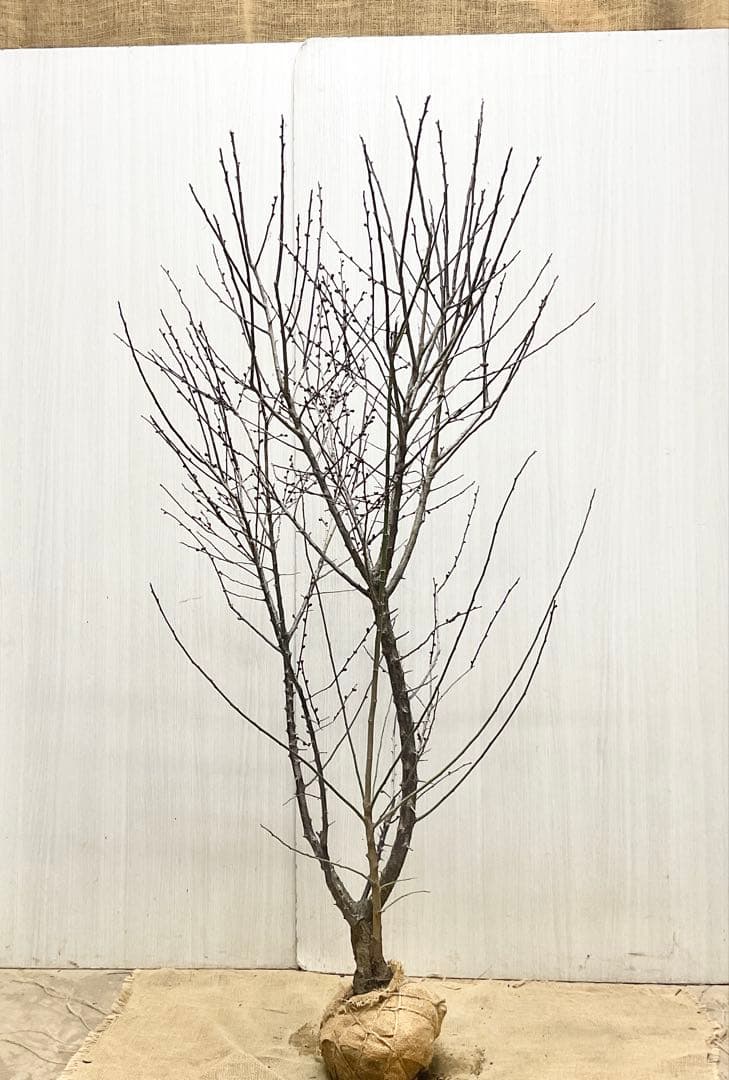 鹿児島紅梅　　梅　/ 37