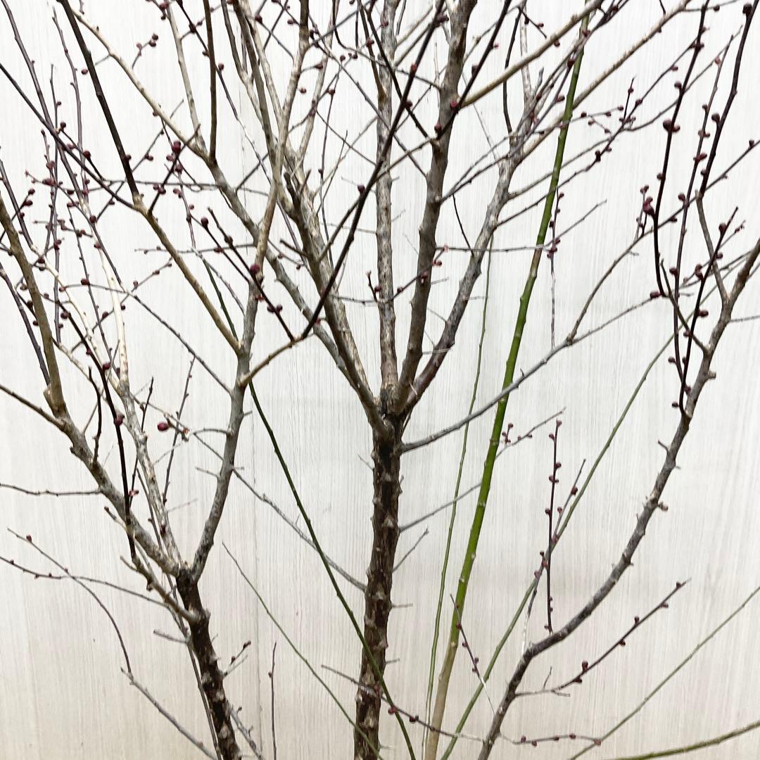 鹿児島紅梅　　梅　/ 37