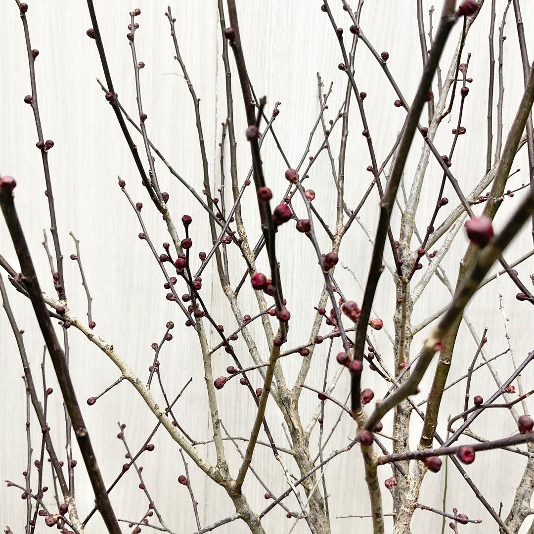 鹿児島紅梅　　梅　/ 37