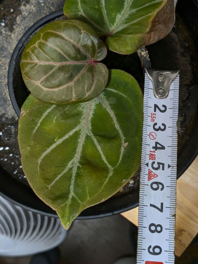 アンスリウム KOS x RC