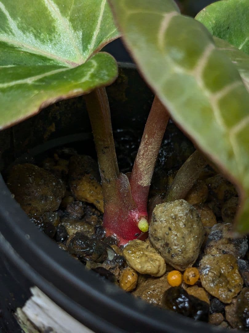 アンスリウム KOS x RC