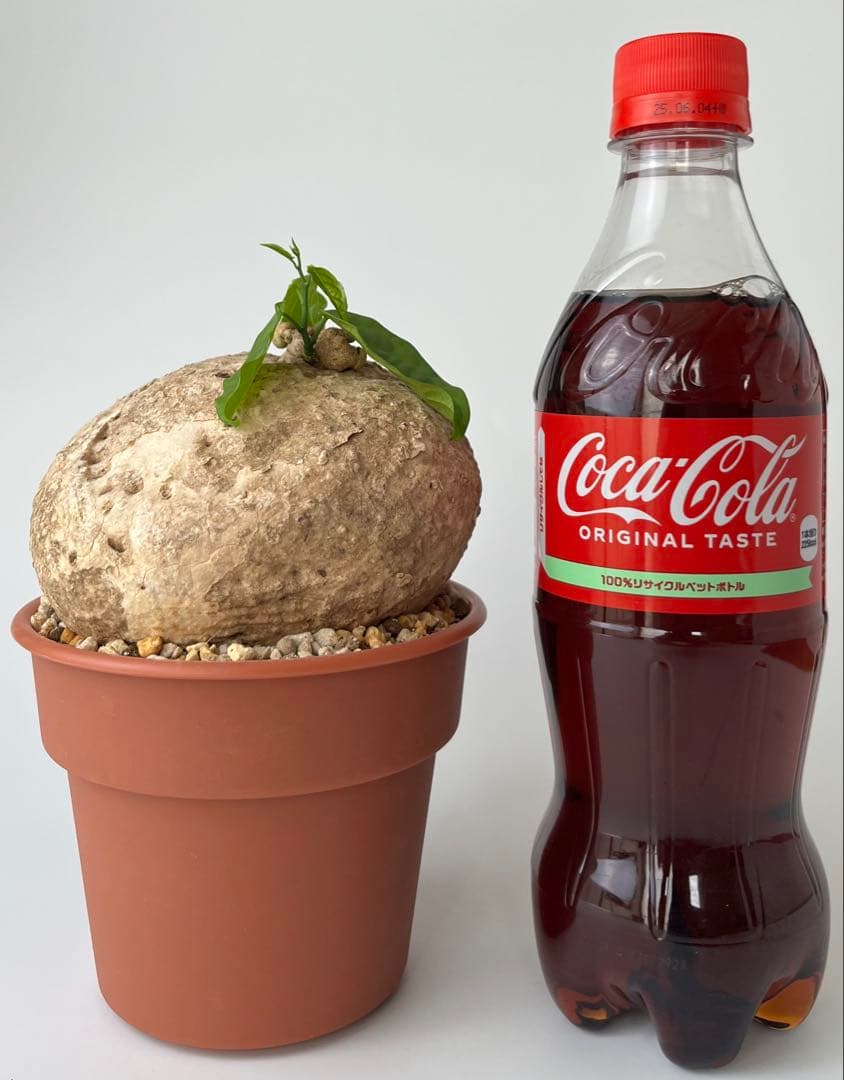 【激レア/大株/塊根植物】アデニア ペナンギアナ 鉢植え