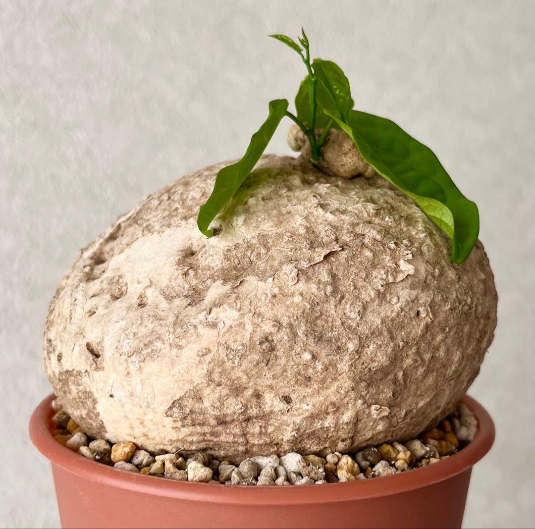 【激レア/大株/塊根植物】アデニア ペナンギアナ 鉢植え