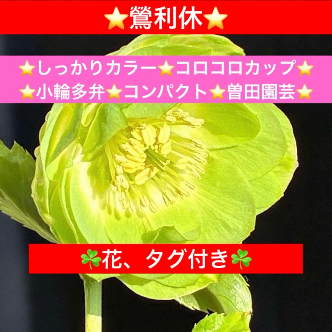 i*u様 3436☘️花タグ付☘️鶯利休⭐️しっかりカラー⭐️コロコロカップ⭐️