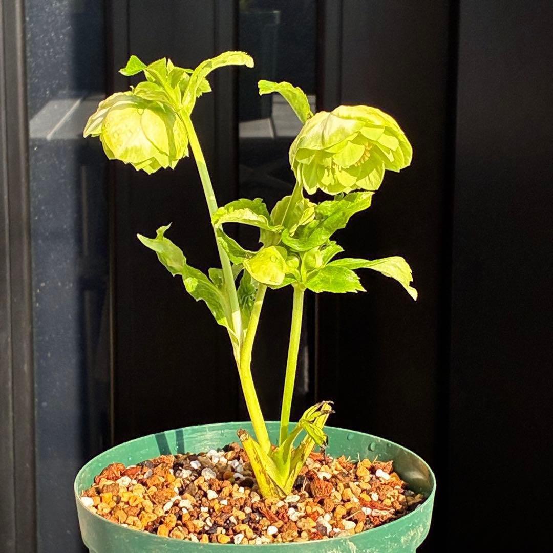 i*u様 3436☘️花タグ付☘️鶯利休⭐️しっかりカラー⭐️コロコロカップ⭐️