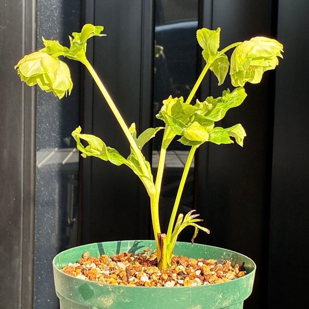 i*u様 3436☘️花タグ付☘️鶯利休⭐️しっかりカラー⭐️コロコロカップ⭐️