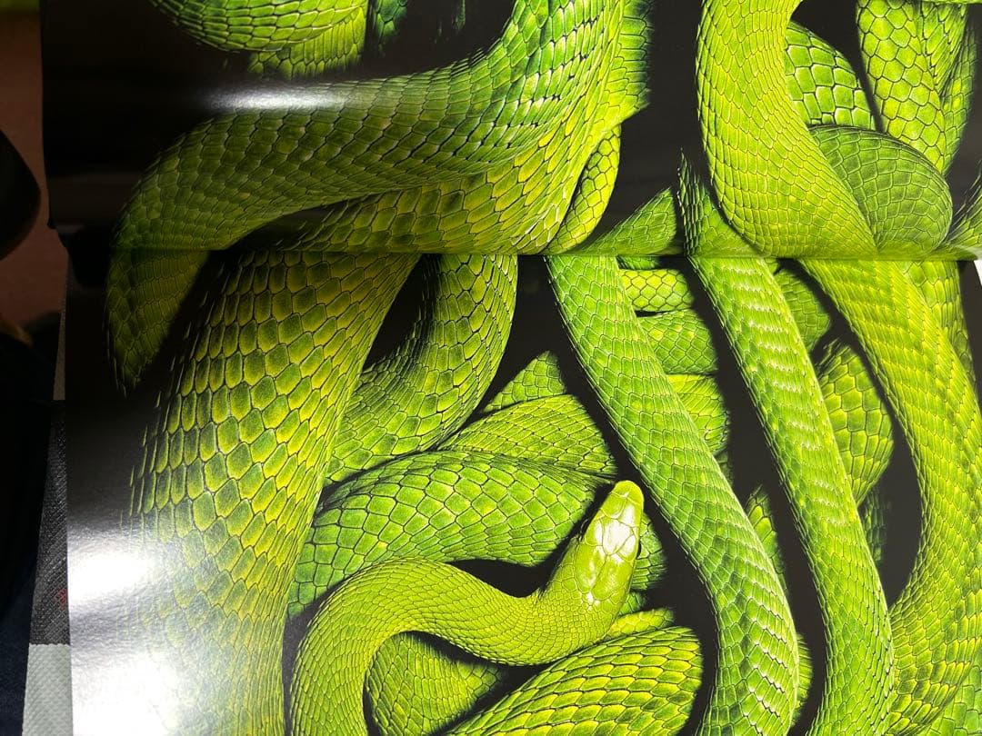 K*N様 SERPENS Guido Mocafico