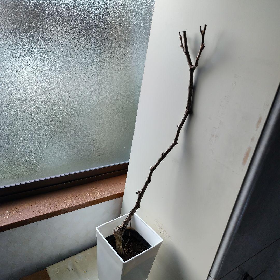 ドット様！現品、ぶどうの苗※瀬戸ジャイアンツ　2苗セット