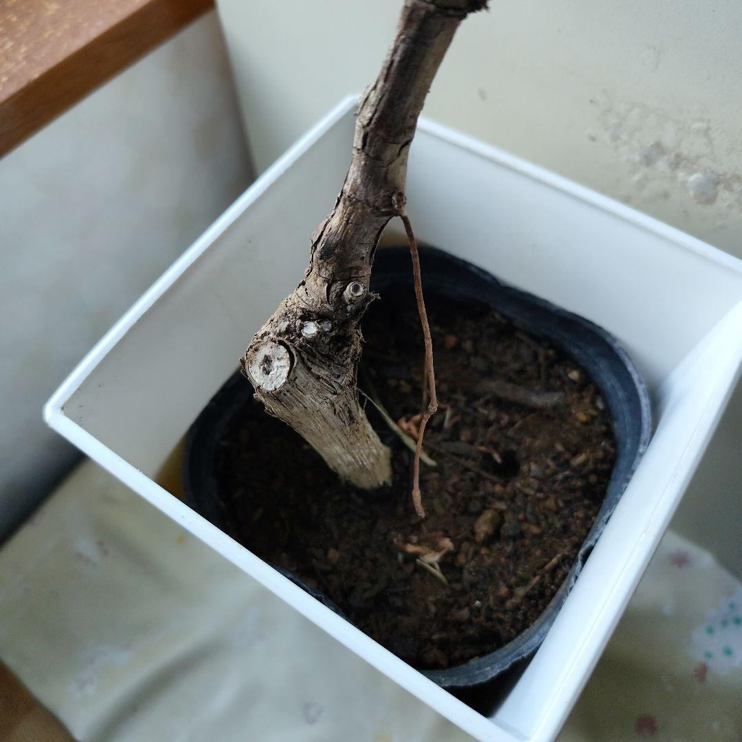 ドット様！現品、ぶどうの苗※瀬戸ジャイアンツ　2苗セット