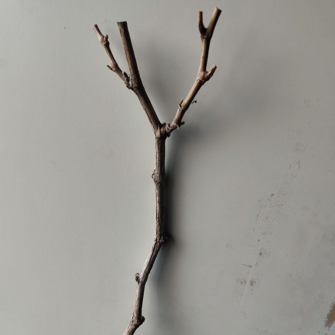 ドット様！現品、ぶどうの苗※瀬戸ジャイアンツ　2苗セット