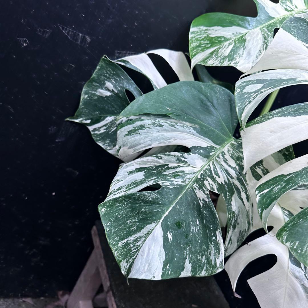 ロ*ン様 斑入りモンステラ ホワイトタイガー極美大株61cm白斑多