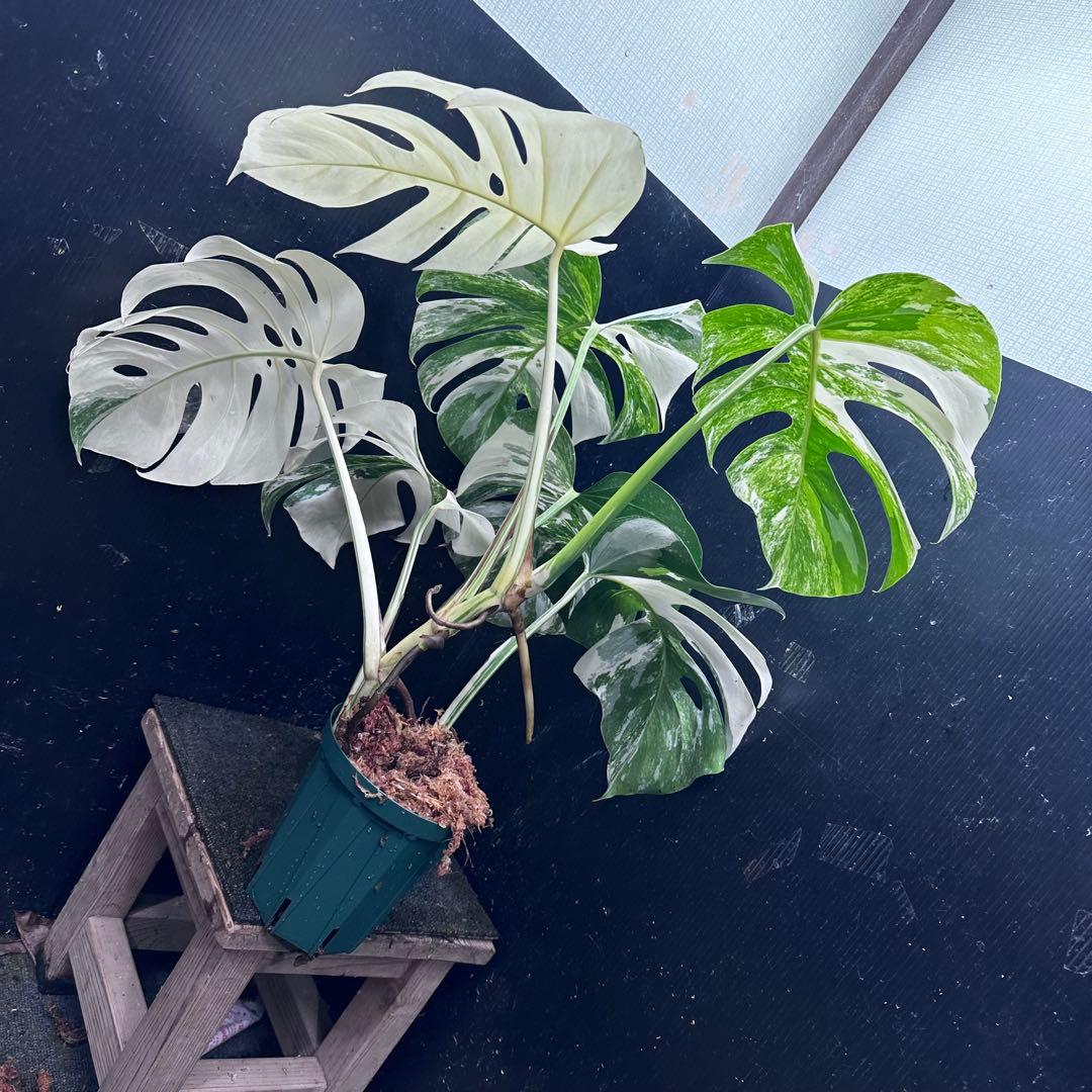 ロ*ン様 斑入りモンステラ ホワイトタイガー極美大株61cm白斑多