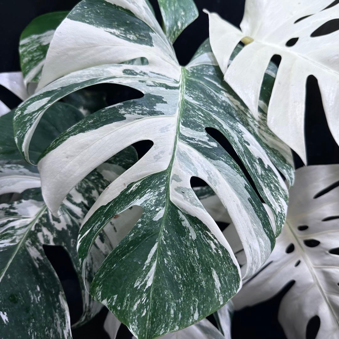 ロ*ン様 斑入りモンステラ ホワイトタイガー極美大株61cm白斑多