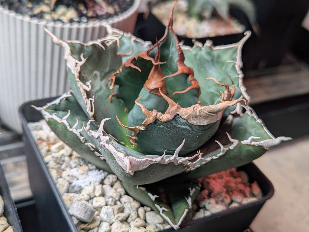 チタノタ「悪魔くん」強烈うねうね 発根活着済 鉢・タグごと発送