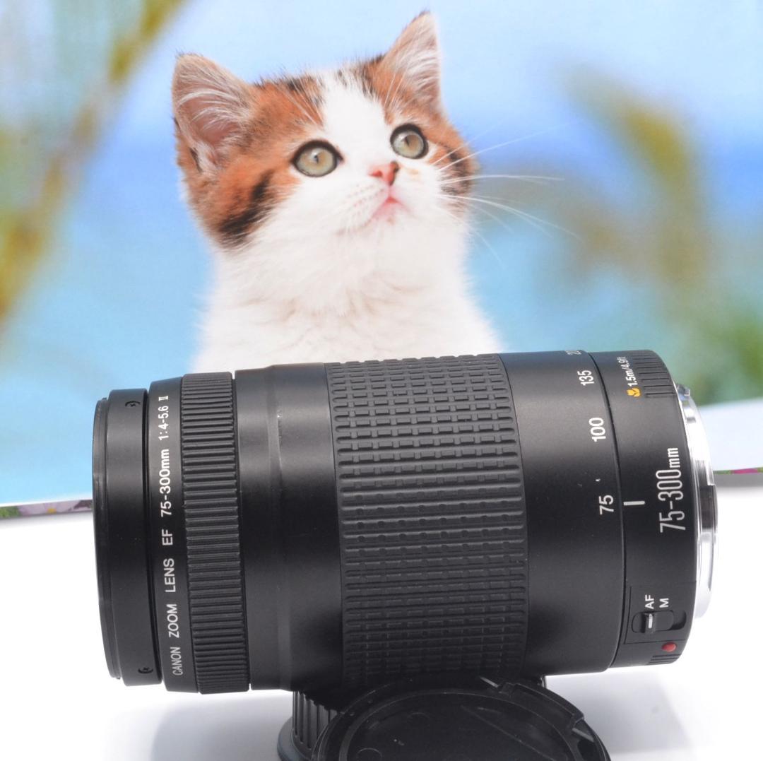 最高の瞬間を望遠で！ Canon キヤノン 望遠レンズ EF75-300mm＃⑧