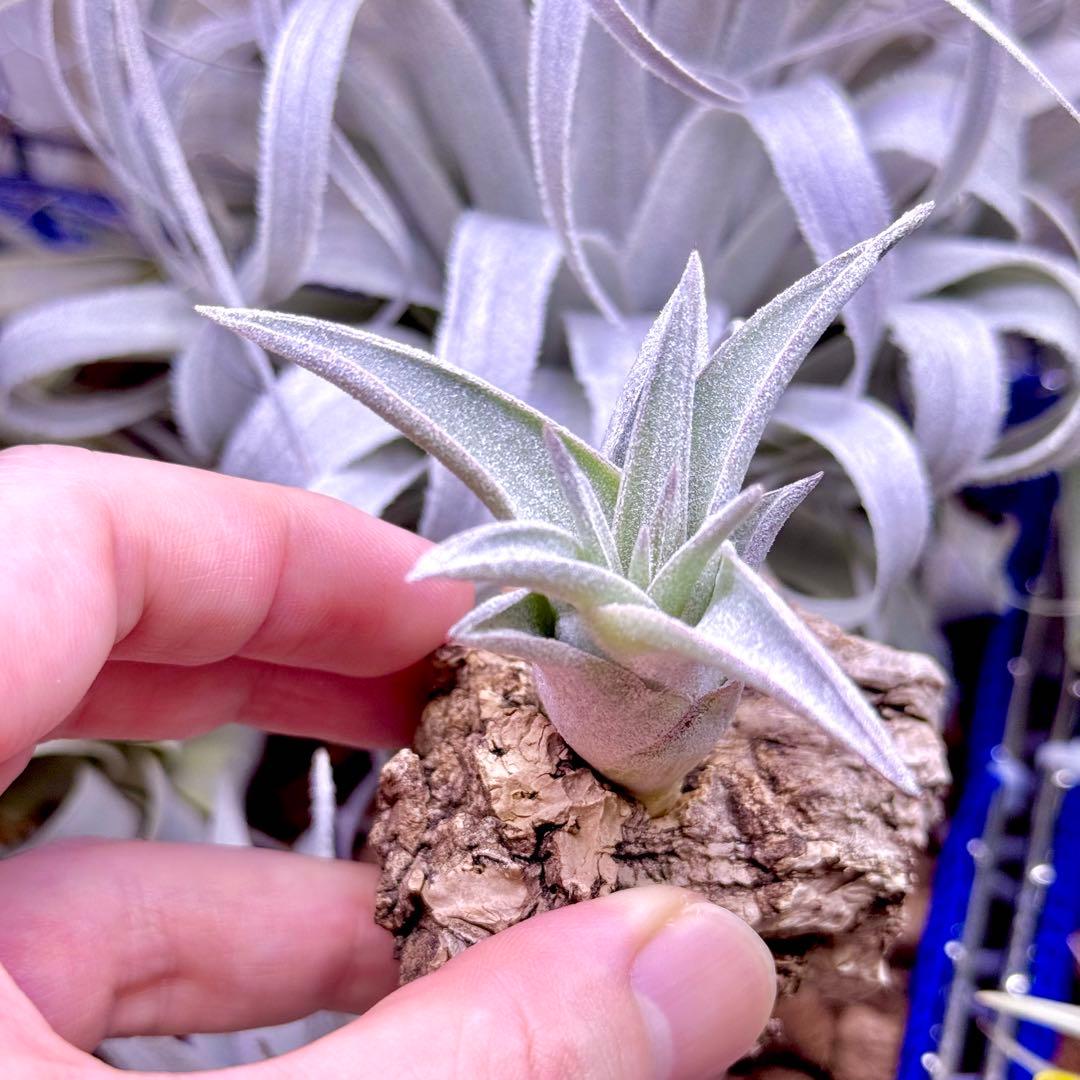 ケ*ン様 T. ehlersiana x chiapensis