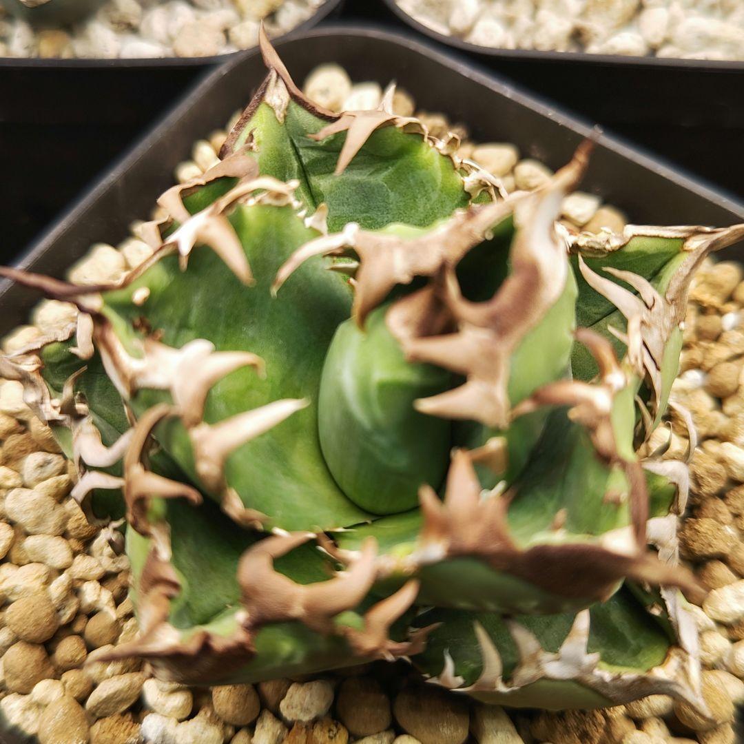 アガベ　チタノタ　クラウン　皇冠　親株