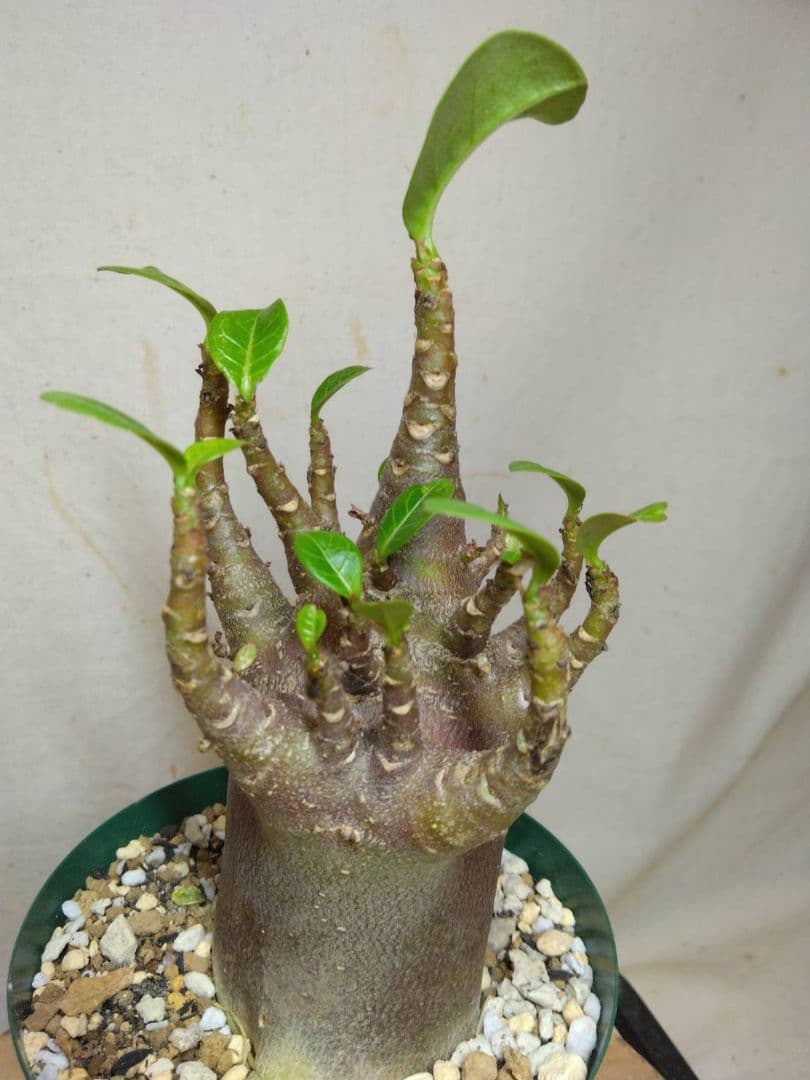 87sana様　ブラック2、アラビカム、DHA 、メディユーサ計5本BN114