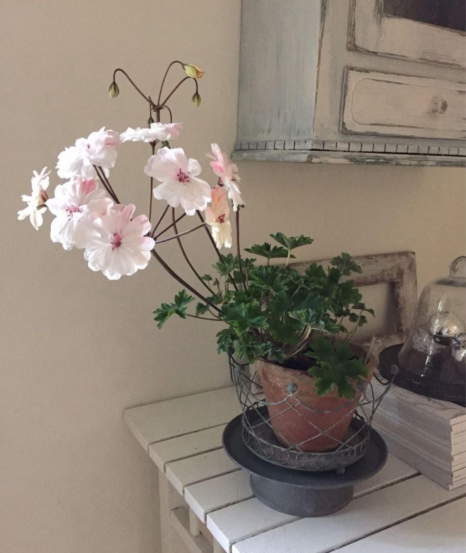 珍しいゼラニウム苗