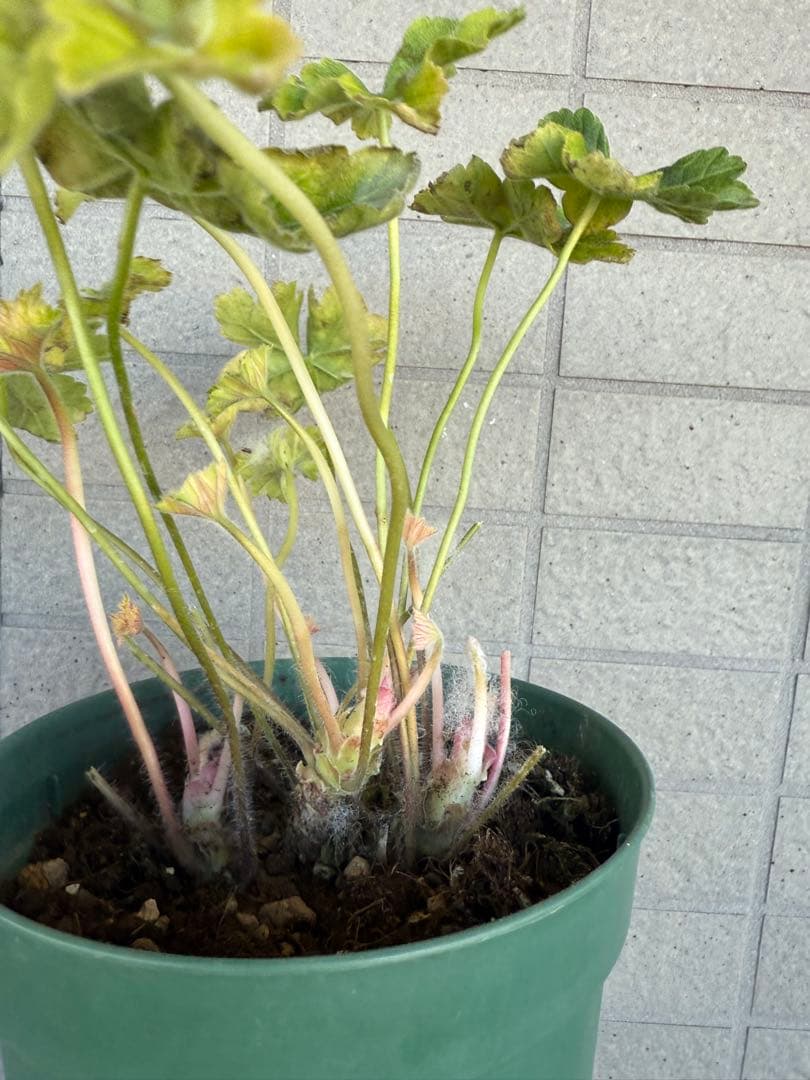 珍しいゼラニウム苗