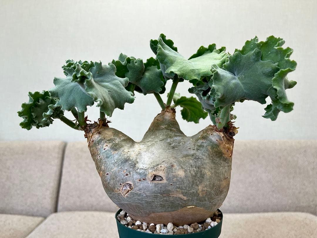 キフォステンマ マクロプス へん平