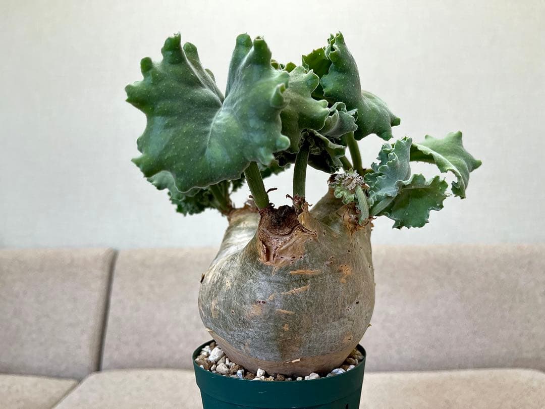 キフォステンマ マクロプス へん平