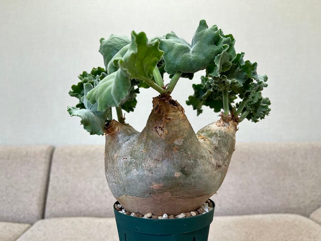 キフォステンマ マクロプス へん平