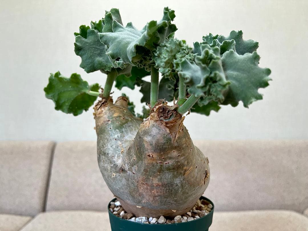 キフォステンマ マクロプス へん平