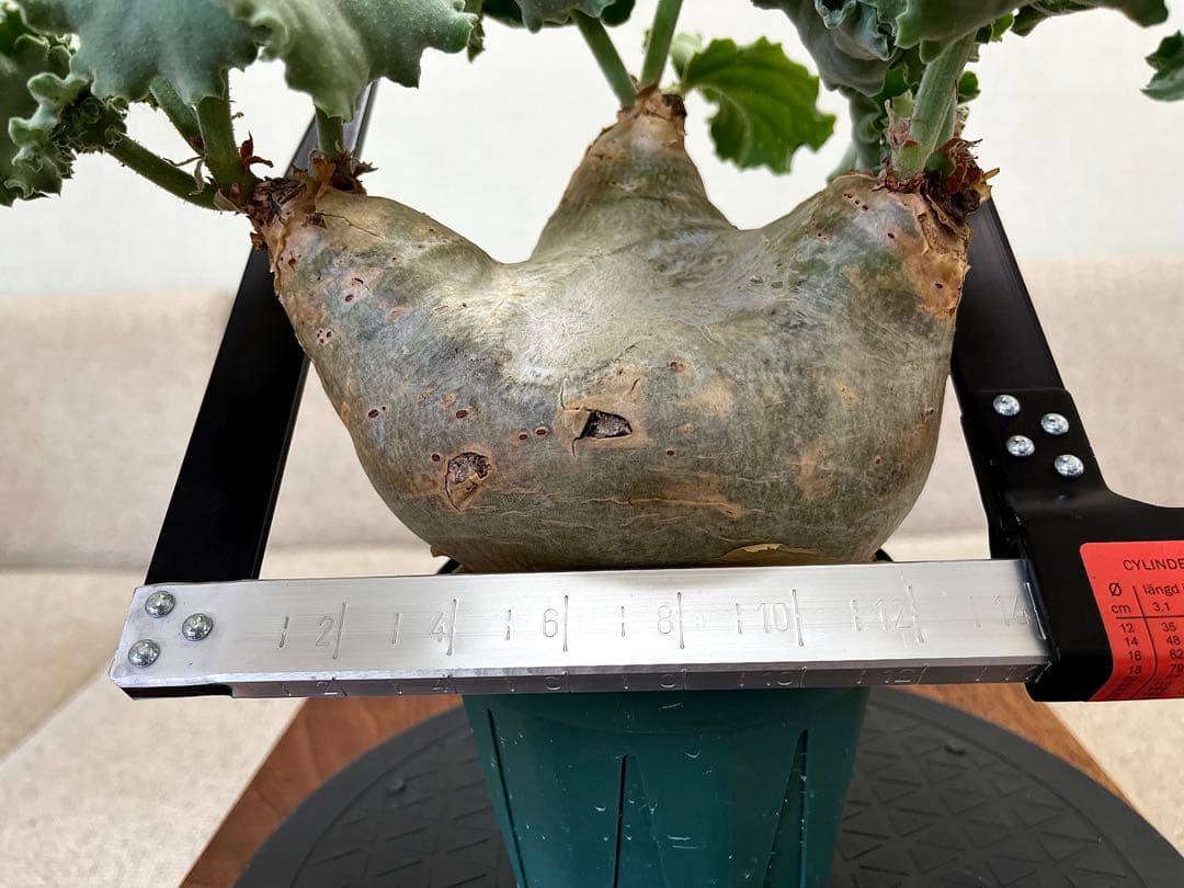 キフォステンマ マクロプス へん平