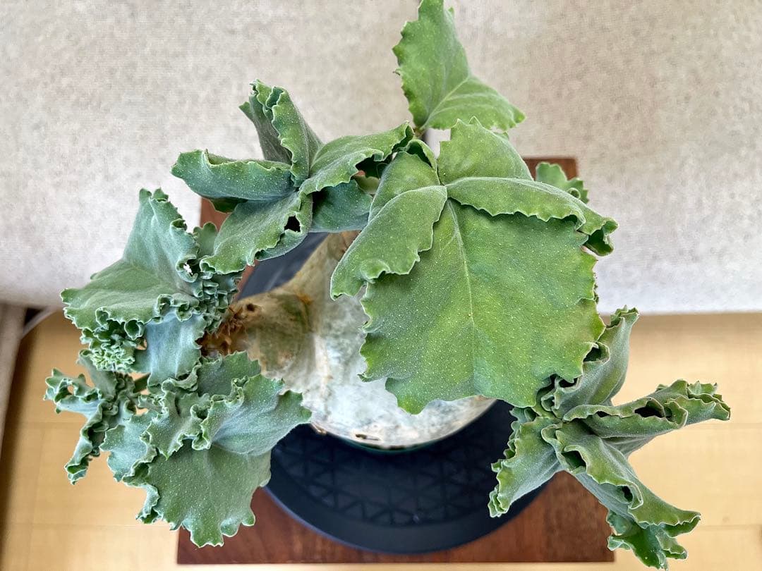 キフォステンマ マクロプス へん平