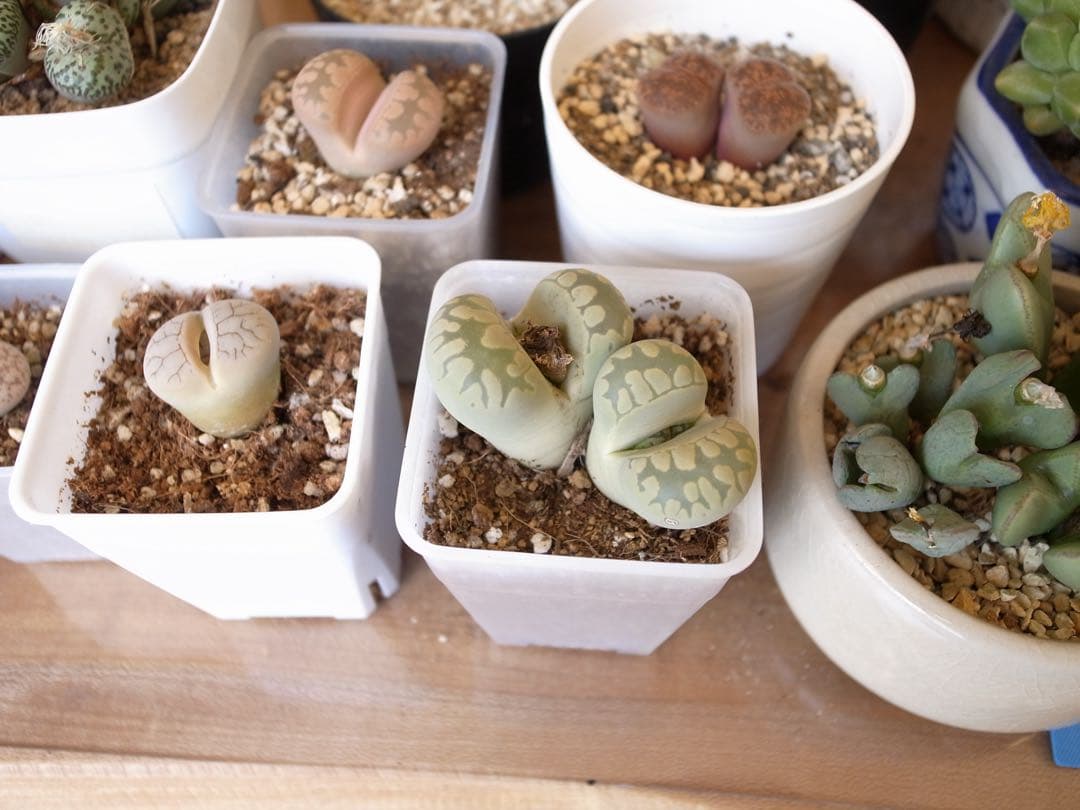 RICOH　GR DIGITALⅢ ショット数多め 異音あり