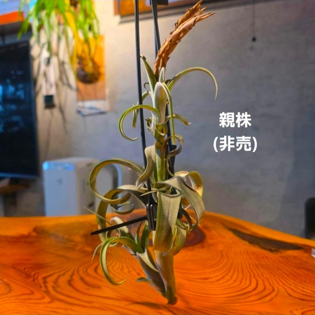 珍品！親株はヴィヴィパラ 希少 チランジア エアープランツ【カーリースリム】