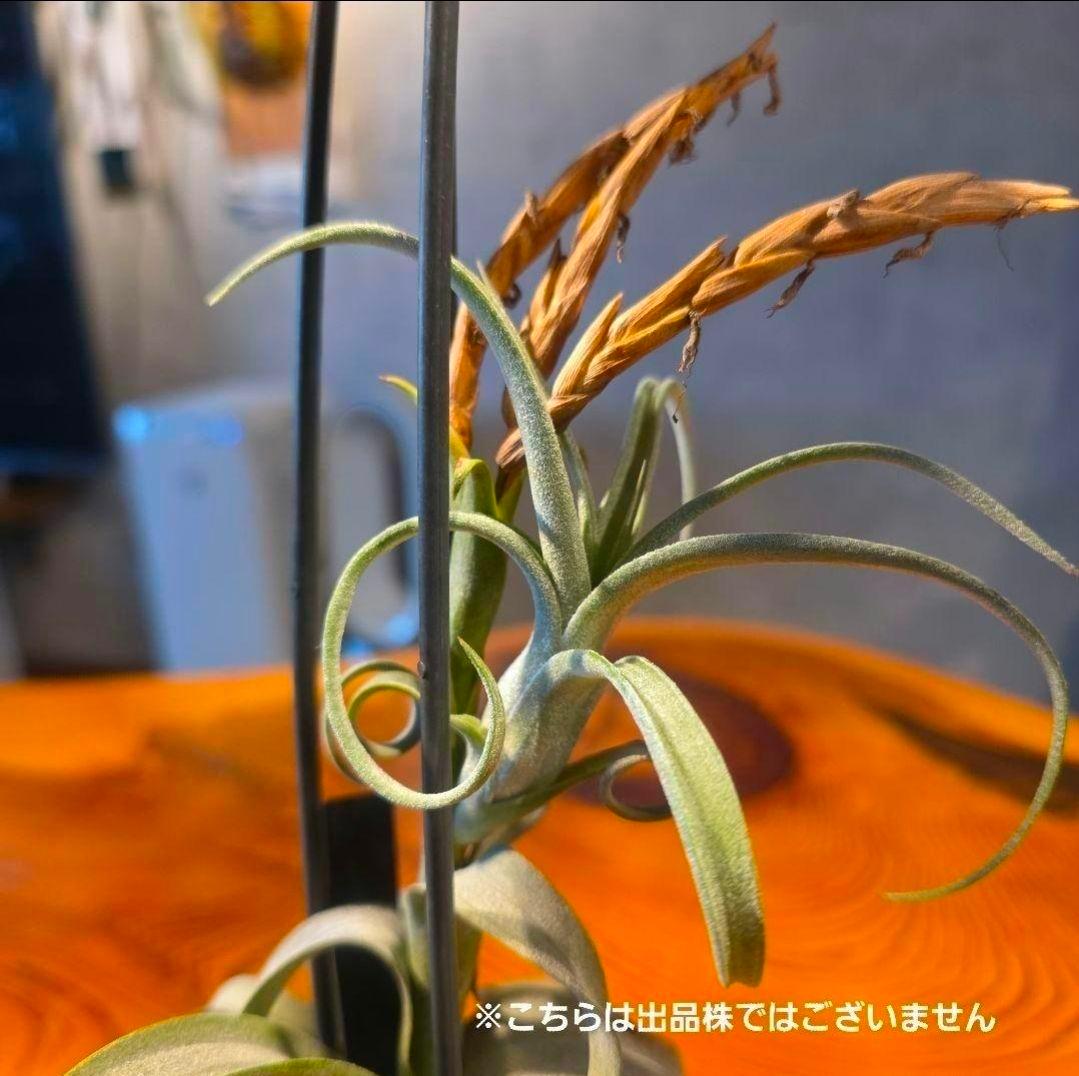 珍品！親株はヴィヴィパラ 希少 チランジア エアープランツ【カーリースリム】
